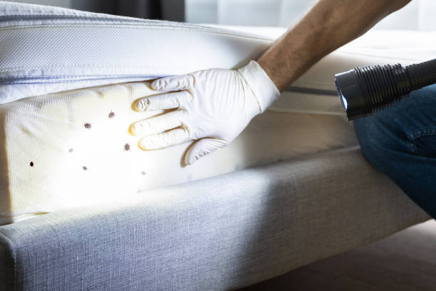 Best Bed Bug Extermination  in Halesite, NY