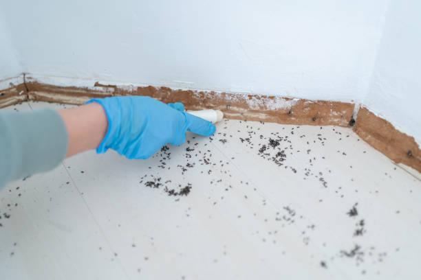 Best Pest Control for Homes  in Halesite, NY